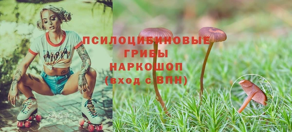 крисы Новокубанск